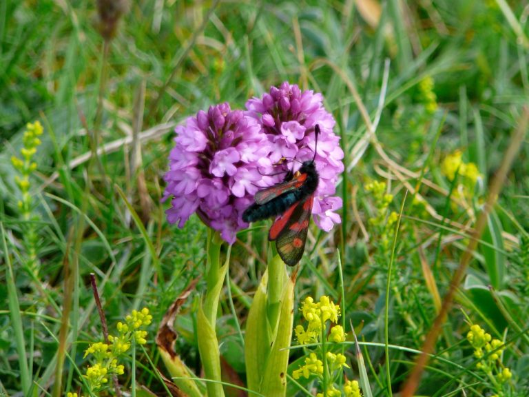 Butterfly on Barra